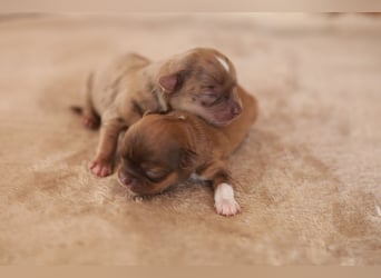 Supersüßes Mini Chihuahua Mädchen