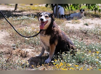 Tsuki, Mix Schäferhund / Berner Senne / Collie , lieb und verträglich