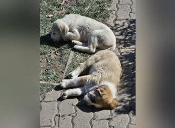 Mittelasiatischer Schäferhund mit stammbaum