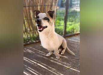Mikey, geboren 30.03.2023, 29cm sucht sein Körbchen