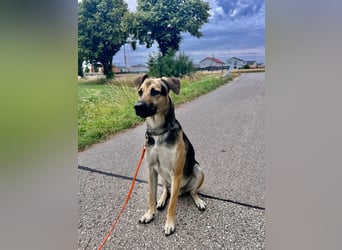 Lieber mittelgroßer Sam sucht ein ruhiges Zuhause