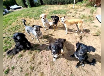 Bluey - Junghund mit Köpfchen