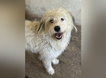 Fluffy, geb. ca. 11/2023, lebt in GRIECHENLAND, auf einer privaten Pflegestelle