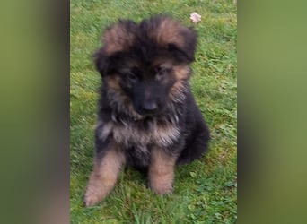 Schäferhund-Welpen 1 Rüde, 8 Hündinnen zu verkaufen