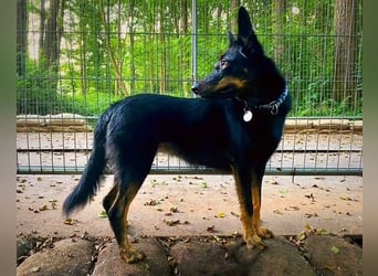 Pechpfötchen Zara sucht ein neues Zuhause