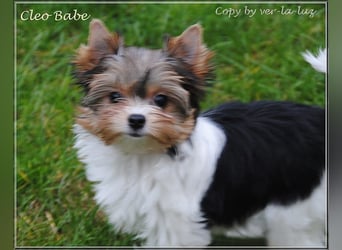 Yorkshire Terrier Welpen -verschiedene Farbgebungen u. Größen