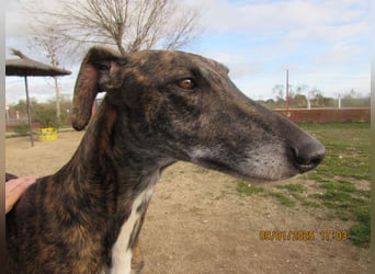 Roncel – freundlicher Galgo-Bub mit Köpfchen und Charme!