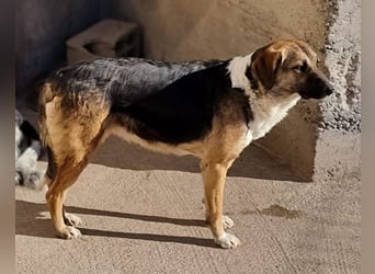 KORA❤️sanfte Seele sucht sehnsüchtig ein liebevolles Zuhause & Geborgenheit