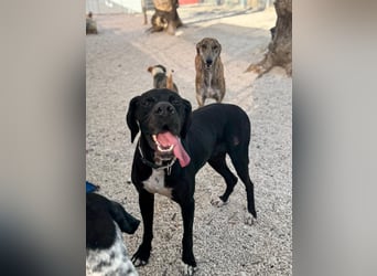 Leo, sucht seine Familie