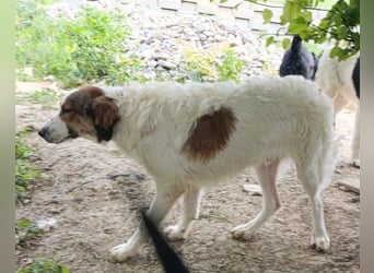 Tornjak-Mix-Jungrüde ♥ Amon ♥ braucht Liebe, Erfahrung und Vertrauen