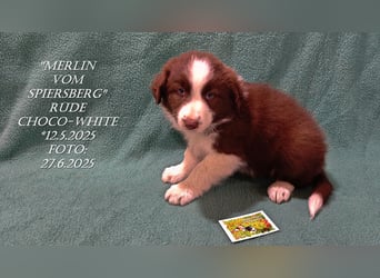Border Collie-Welpen , black-,choco-,red-white und red-,black-merle
