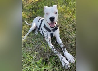 Pai (Spanien) – wunderschöner Dogo Argentino-Bub sehnt sich nach seiner Familie