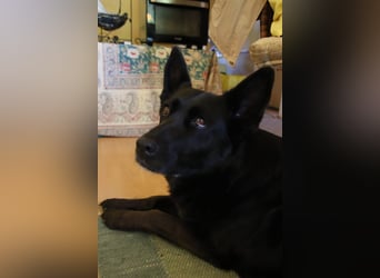 Hündin Elsa sucht ein Zuhause