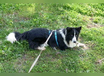 Poncho sucht sein Zuhause für immer