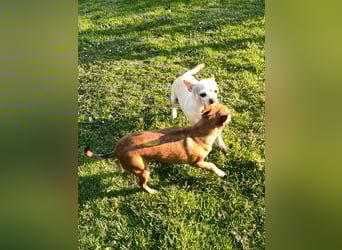 SOPHIE und KAAMI ❤️ 2 Chihuahua Seelen, Pflegefamilie Bochum