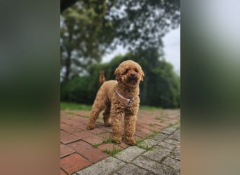 2 Zauberhafte Cockapoo Welpen Rüden  mit Ahnentafel