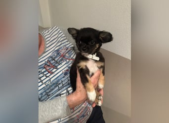 Chihuahua Welpen
