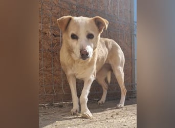 ⭐️AIDA⭐️, Hündin, 9 Jahre, 36 cm, Mischling, Tierschutz