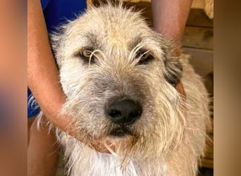 Monty – sanftmütiger, weiser, großer Bub sucht seine Menschen