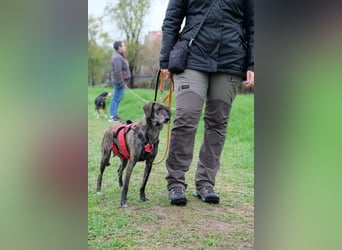 Maaya - ein Jackpot auf vier Beinen - weiblich, kastriert - geboren ca. 2023