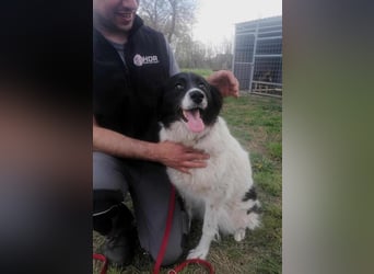 Monn, geboren 2021, 60cm sucht ihr Körbchen