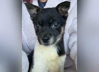 Vera, kleines Hundekind sucht ein Zuhause