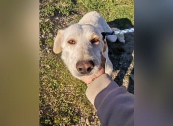 Dado – eine Familienhundehoffnung -