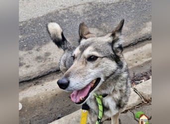 Leika, lieb treu mit mittlerem Temperament 2017 geb., 17 kg