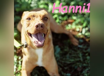 Hanni1 geb. 10/2021 (ESP) - anhängliche, gesellige und fröhliche Labrador-Podenco-Mix Hündin!