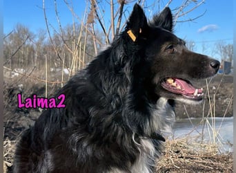 Laima2 geb. 01/2021 - sportliche und aufmerksame, wunderschöne Border-Collie-Mix Hündin!