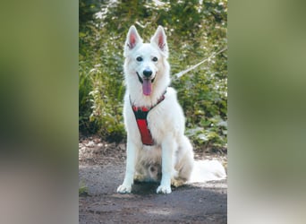 Rocky - unkomplizierter Familienhund