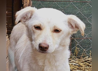 Kleine Prinzessin *ANNA* sucht Familienanschluß