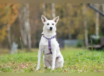 Vorsichtige Sunny sucht liebevolles Zuhause