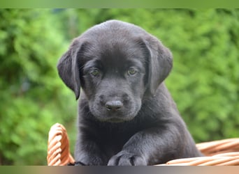 Reinrassige Labradorwelpen (Arbeitslinie)drei schwarze Mädels suchen ein schöne Zuhause