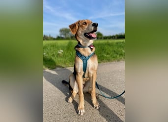 Dringend Pflegestelle oder neues Zuhause für Lemmy gesucht! (38820 Halberstadt)