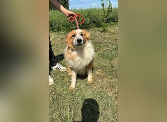 Wunderschöner „Hope“ Collie Mix ca. 6 Jahre auf der Suche nach dem Glück