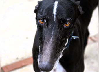 Faro2 05/2022 (in Deutschland) - verspielter und lieber, bezaubernder Galgo!