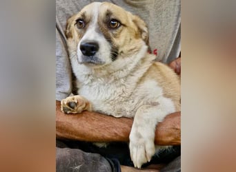 Lilu muss dringend aus dem Shelter