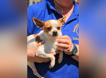 Töltö PP – Chihuahua-Rüde sucht geduldige Menschen mit Herz
