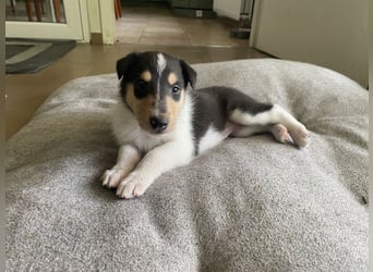 Lang- und Kurzhaar- Collie- Welpen