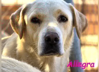 Allegra 04/2021 (in Deutschland) - sanfte, verspielte und feine Labrador Retriever Mix Dame!