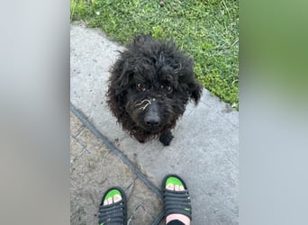 Guba-DG, Hütehund sucht Aufgabe!
