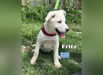 Fritz,geb.02/25,griech.Schäferhundrüde sucht seine Familie