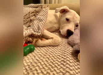 Pai (Spanien) – wunderschöner Dogo Argentino-Bub sehnt sich nach seiner Familie