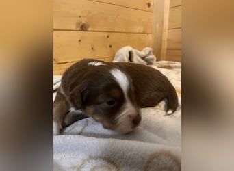 Mini Australien Shepherd Welpen suchen Traumzuhause