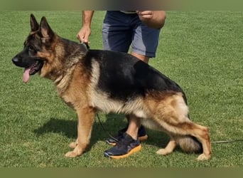 Deckrüde Reinrassiger Deutscher Schäferhund mit Papiere