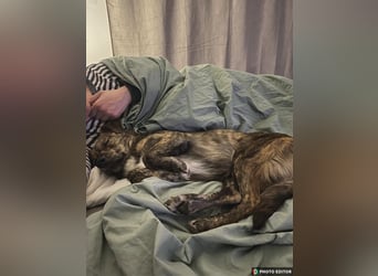 Fido, Dein neuer, treuer Begleiter, PS in 31303 Burgdorf
