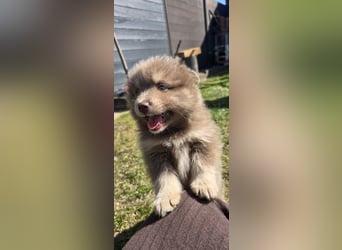 Zauberhafte Pomsky Welpen suchen ihr neues Zuhause! (ab 22.05.2025)