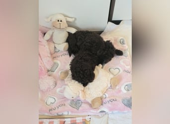Toy Pudel