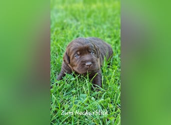 Labrador Welpen in der Farbe chocolate und blond vom Züchter